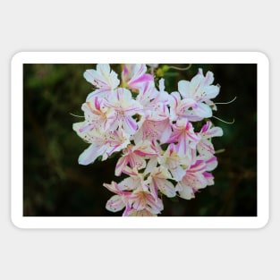 Bicolor Azaleas Sticker